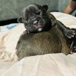 French Bulldog Puppies from French OG Los Ángeles