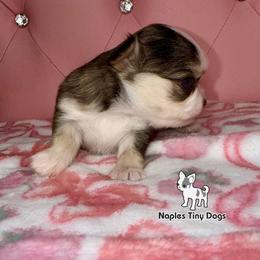 Peeps - Black sabled fawn female Chihuahua puppy in Naples, Florida from Naples Tiny Dogs