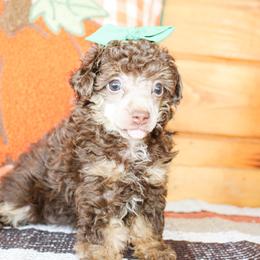 Polly - Brown female Poodle puppy in Hugo, Oklahoma from Ann R.