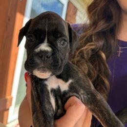 Light blue - Brindle female Boxer puppy in Mooresboro, North Carolina from Echo Hollow Boxers