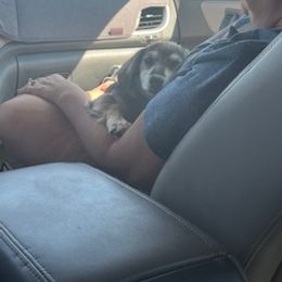 Dachshund Puppies from M & M Breeding