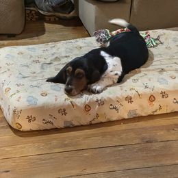 Basset Hound and Collie Puppies from Collegiate Bassets and Rheign Collies