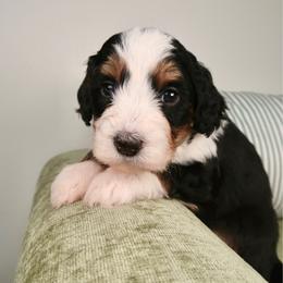 Crush - Tri-color female Bernedoodle puppy in Bowling Green, Ohio from Windy Creek Doodles