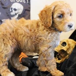 Blue collar Apache - Apricot female Australian Labradoodle puppy in Provo, Utah from EllsWORTH Labradoodles LLC