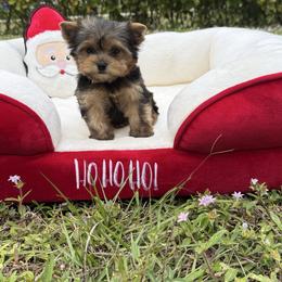 Tiny Mila Dollface - Black and gold female Yorkshire Terrier puppy in North Naples, Florida from Moon Ranch Puppies