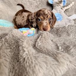 Dachshund Puppies from Silver Sage Dachshunds