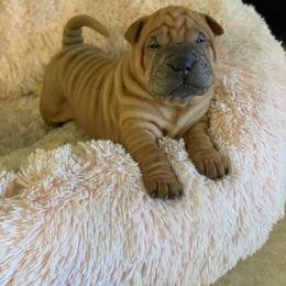 Chinese Shar-Pei and Pumi Puppies from Nixie Kennels