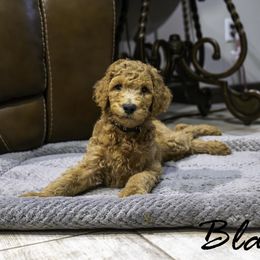Black collar - Red  male Poodle puppy in Cleveland, Texas from Mayday Quality Poodles