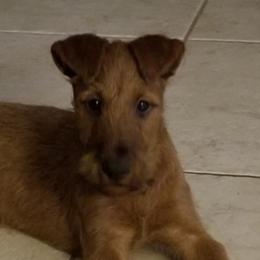 Laurel - Red female Irish Terrier puppy in Clermont, Florida from Thornton's Terriers