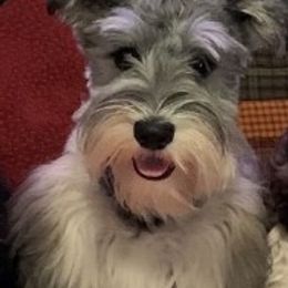 Zoey - Miniature Schnauzer