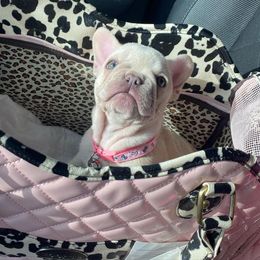 French Bulldog Puppies from Texas Star Frenchies