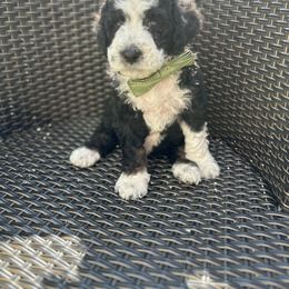 Bernedoodle Puppies from Bernedoodle Bliss