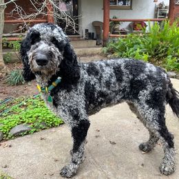 Gypsy - Goldendoodle