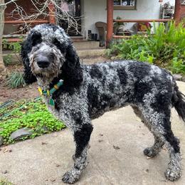 Gypsy - Goldendoodle