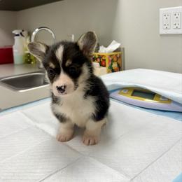 Daisy - Black and tan female Pembroke Welsh Corgi puppy in Johnson City, Texas from McCall Creek Corgis