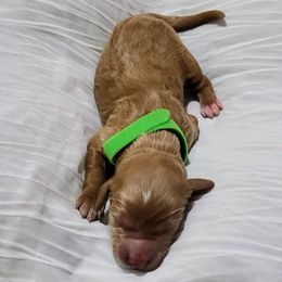 Green - Apricot male Goldendoodle puppy in Summerfield, North Carolina from Lila's Teddybear Goldendoodles