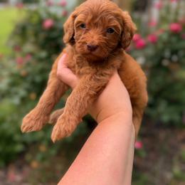 Sprout - Red male Cavapoo puppy in Colcord, Oklahoma from Copper Lane Aussies, Doodles & Cavapoos