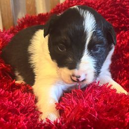 Klaus - Tri-color male Border Collie puppy in Elkhorn, Wisconsin from MoonStar Farm