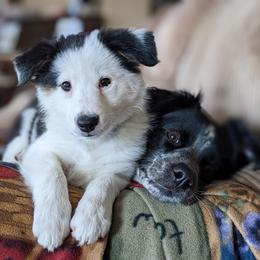 Border Collie Puppies from Cahill’s Canines