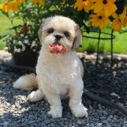 Shih Tzu Puppies from Jazzie Shih Tzu
