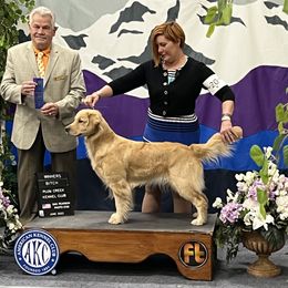 Elsa - Golden Retriever