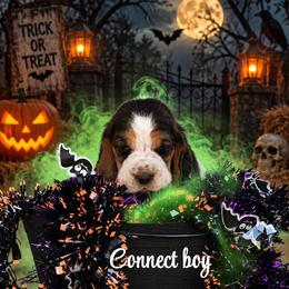 Boy 6 - Black brown and white male Basset Hound puppy in Conway, Missouri from Ozark Mountain Kennel