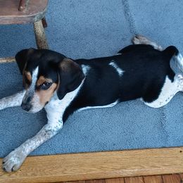 Beagle All Grown Up from Rustic Farm Sporting Beagles