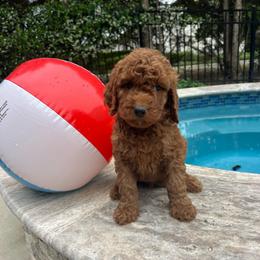 Lime green - Red  male Goldendoodle puppy in Indian Trail, North Carolina from Castleberry Doodles and Poodles