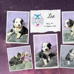 Australian Shepherd, Great Dane, and Great Pyrenees Puppies from AEW Farm