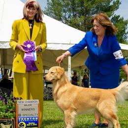 Fame - Golden Retriever