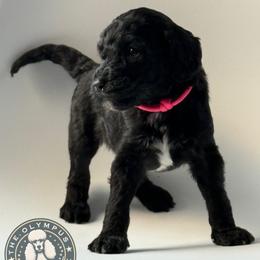 Feyre - Black female Poodle puppy in Spring Hills, Florida from The Olympus Standard Poodle