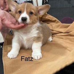 Pembroke Welsh Corgi Puppies from OVR Corgis