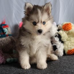 Comet - Silver and white male Pomsky puppy in Zearing, Iowa from Short Creek Pomskies of Iowa