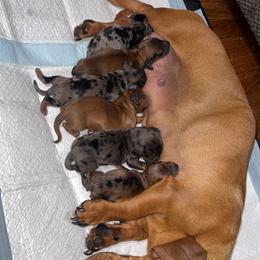 Dachshund Puppies from Dachshund of cali