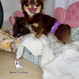 Mochi - Chihuahua