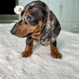 Dachshund Puppies from Harrison Farm