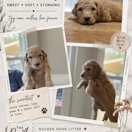 Black - Apricot male Goldendoodle puppy in Spring, Texas from The Doodle Den