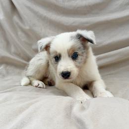 Odd Eye Merle Male - Blue merle male Border Collie puppy in Okeechobee, Florida from Cowtown Corgis & Border Collies
