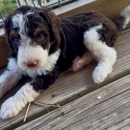 Red collar - Tri-color female Bernedoodle puppy in Marlow, Oklahoma from Crider’s Critters