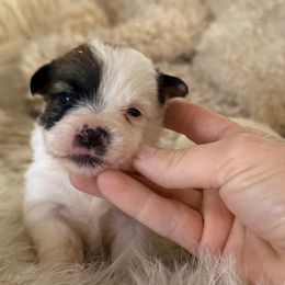 Crown - Tri-color female Russell Terrier puppy in Lakehills, Texas from Simply Southern Retrievers, LLC
