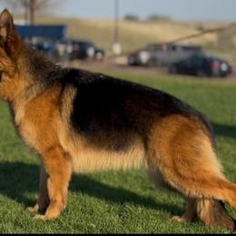 Chloe - German Shepherd