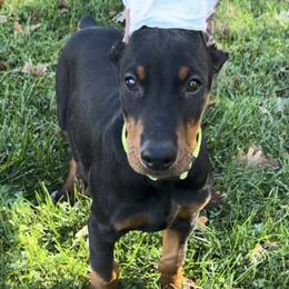 Boy 4 - Black and rust male Doberman Pinscher puppy in Centralia, Missouri from TopSpots Farm