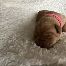 Lacey - Yellow female Labrador Retriever puppy in Princess Anne, Maryland from Little Farm
