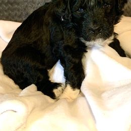 Aussiedoodle Puppies from Valley Doodles