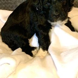 Aussiedoodle Puppies from Valley Doodles