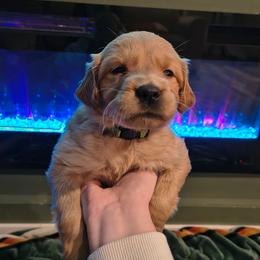 Snowflake (green collar) - Golden female Golden Retriever puppy in Tenino, Washington from Oak River Goldens'