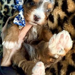 Mr.Blue - Merle male Bernedoodle puppy in Curtice, Ohio from The Pink Doghouse