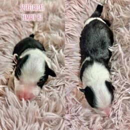 Secretariat - Black and white female Border Collie puppy in Oakley, California from Von Guadachi German Shepherds & Audacity Border Collies