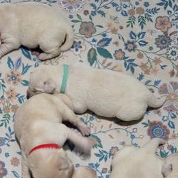 Teal Collar - Yellow female Labrador Retriever puppy in Myakka City, Florida from Hearing Hearts Labradors