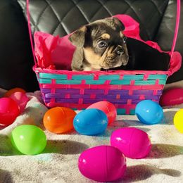 French Bulldog Puppies from Frenchie Paws